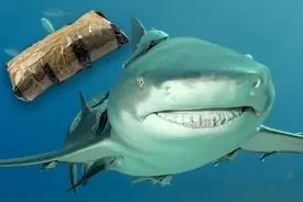 کوسه‌هایی که کوکائین مصرف کرده‌اند!