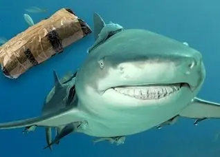 کوسه‌هایی که کوکائین مصرف کرده‌اند!