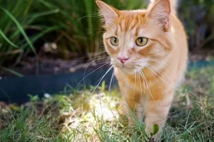 چرا گربه‌های نارنجی عجیب‌ترند؟