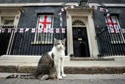 اولین گربه دیپلمات جهان! | گربه‌ای که شش نخست‌وزیر دید