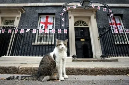 اولین گربه دیپلمات جهان! | گربه‌ای که شش نخست‌وزیر دید