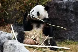 جنگ سرد با پاندا | دیپلماسی پاندای چین در سایه تنش‌ها