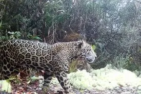 بازگشت از انقراض | جگوار ابری پس از یک دهه دیده شد