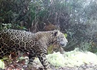 بازگشت از انقراض | جگوار ابری پس از یک دهه دیده شد