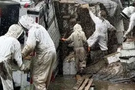 کامیون واژگون شد، دو میلیون زنبور فرار کردند!