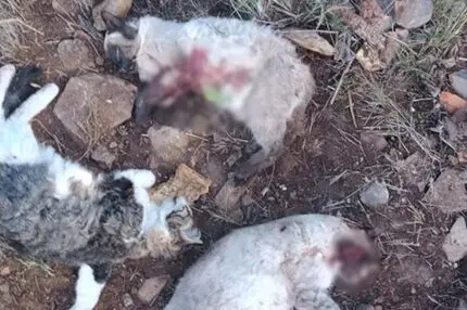 ۹ ماه تحقیق برای حل پرونده قتل چهار گربه