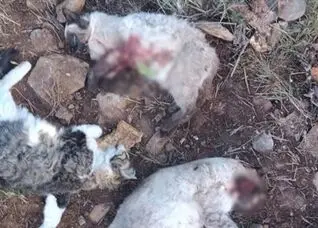 ۹ ماه تحقیق برای حل پرونده قتل چهار گربه