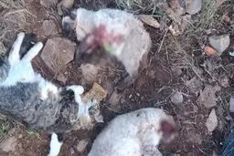 ۹ ماه تحقیق برای حل پرونده قتل چهار گربه
