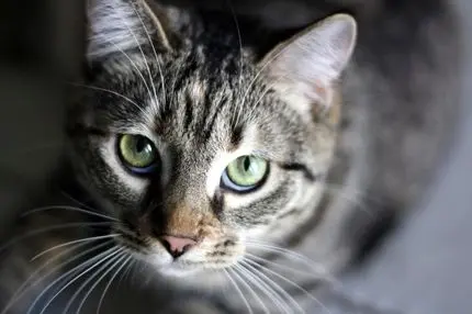 روش دقیق تبدیل سن گربه به سن انسانی