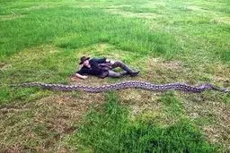 رونمایی از بلندترین مار پیتون جهان!