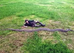 رونمایی از بلندترین مار پیتون جهان!