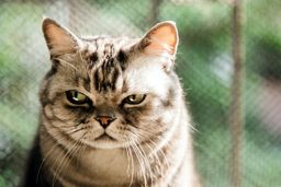 چند کاری که گربه‌ها از آن متنفرند!