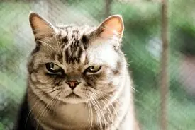 چند کاری که گربه‌ها از آن متنفرند!