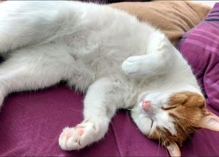 زبان خاموش گربه‌ | رازهای پنهان در حالت‌های خواب گربه‌ها