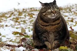 داروهای کاهش وزن برای حیوانات خانگی