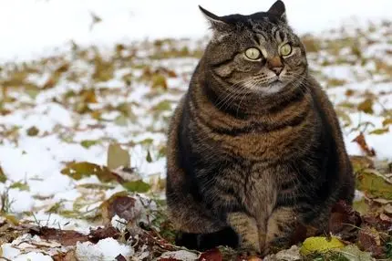 داروهای کاهش وزن برای حیوانات خانگی