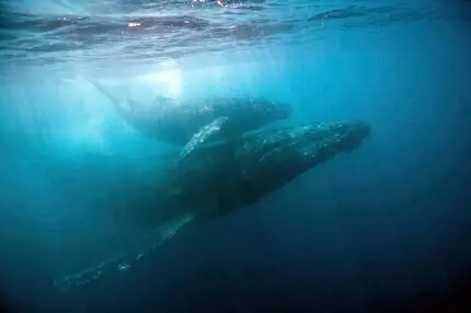 سوگواری نهنگ مادر که از بچه مرده‌اش جدا نشد