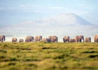 ۱۵ فیل گوجه‌فرنگی خوردند و مُردند | کنیا بهم ریخت!