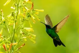 کاهش چشمگیر اندازه پرندگان در ۸۰ سال گذشته