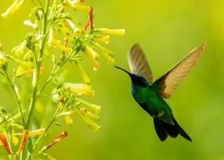 کاهش چشمگیر اندازه پرندگان در ۸۰ سال گذشته