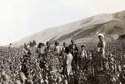 چه کسی به سلطنت خشخاش در ایران خاتمه داد؟ 