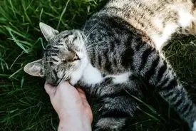 آیا سوگواری برای حیوان خانگی طبیعی است؟