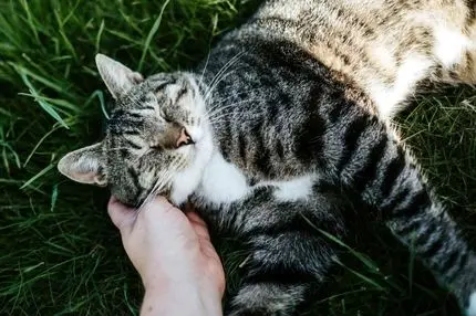 آیا سوگواری برای حیوان خانگی طبیعی است؟