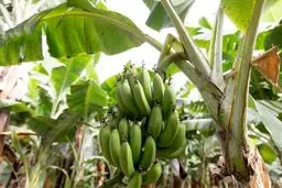 تهدید موز | تغییرات اقلیمی محبوب‌ترین میوه جهان را تهدید می‌کند