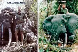 روایت یک شکارچی اسپانیایی که ۱۳۱۷ فیل را کشت!