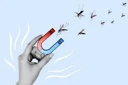 شما جاذب پشه هستید! | چرا پشه‌ها برخی افراد را بیشتر نیش می‌زنند؟