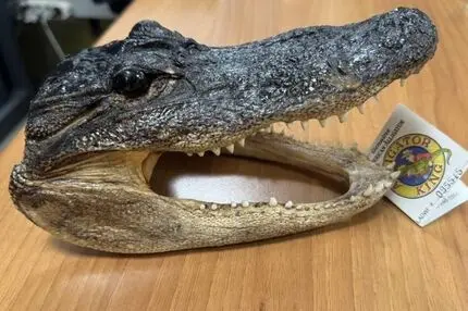 سر خشک‌شده کروکودیل در چمدان مسافر