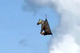  گورخر فراری بالاخره به دام افتاد! | وقتی یک گورخر ستاره اینترنت شد