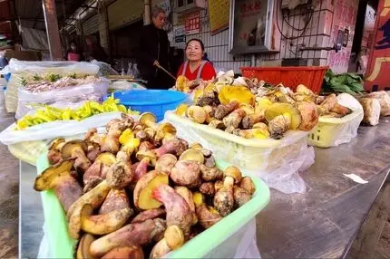 قارچی که «آدم کوتوله‌ها» را به بشقاب غذا می‌آورد