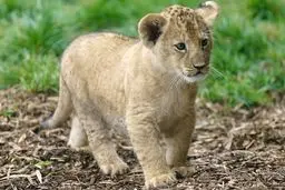 نوازش «بچه‌شیر» در منوی رستوران!