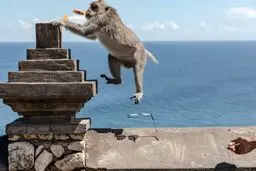 میمون‌های دم‌دراز؛ باند مخوف سارقان یک جزیره