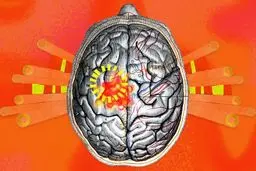 گرما چه بلایی بر سر مغز ما می‌آورد؟