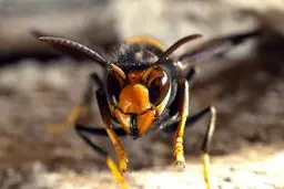 هشدار درباره زنبور سرخ قاتل آسیایی!