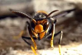 هشدار درباره زنبور سرخ قاتل آسیایی!