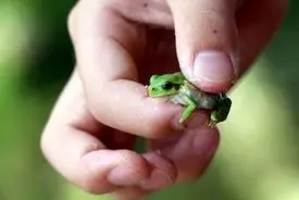 قورباغه‌های ژاپنی؛ سرطان روده را درمان می‌کند