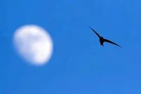 پرنده‌ای که یک سال بدون فرود پرواز می‌کند