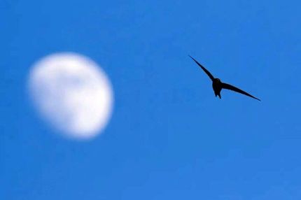 پرنده‌ای که یک سال بدون فرود پرواز می‌کند