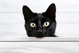 گربه‌های سرطانی راز سرطان انسان را فاش می‌کنند