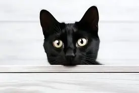 گربه‌های سرطانی راز سرطان انسان را فاش می‌کنند