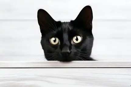 گربه‌های سرطانی راز سرطان انسان را فاش می‌کنند