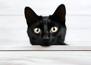 گربه‌های سرطانی راز سرطان انسان را فاش می‌کنند