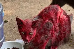 گربه قرمز «جهنمی» شهر را به هم ریخت! 