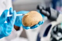 راز منشا سیب‌ زمینی کشف شد