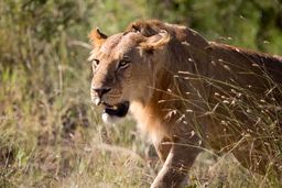 درخواست جنجالی؛ حیوانات خانگی خوراک غذای درندگان باغ‌وحش