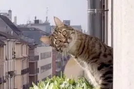 گربه‌ها گیشه سینما را تسخیر کردند