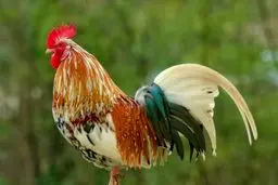 شهرت جهانی یک خروس فوتبال‌دوست